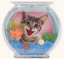 2008 The Curious Kitty